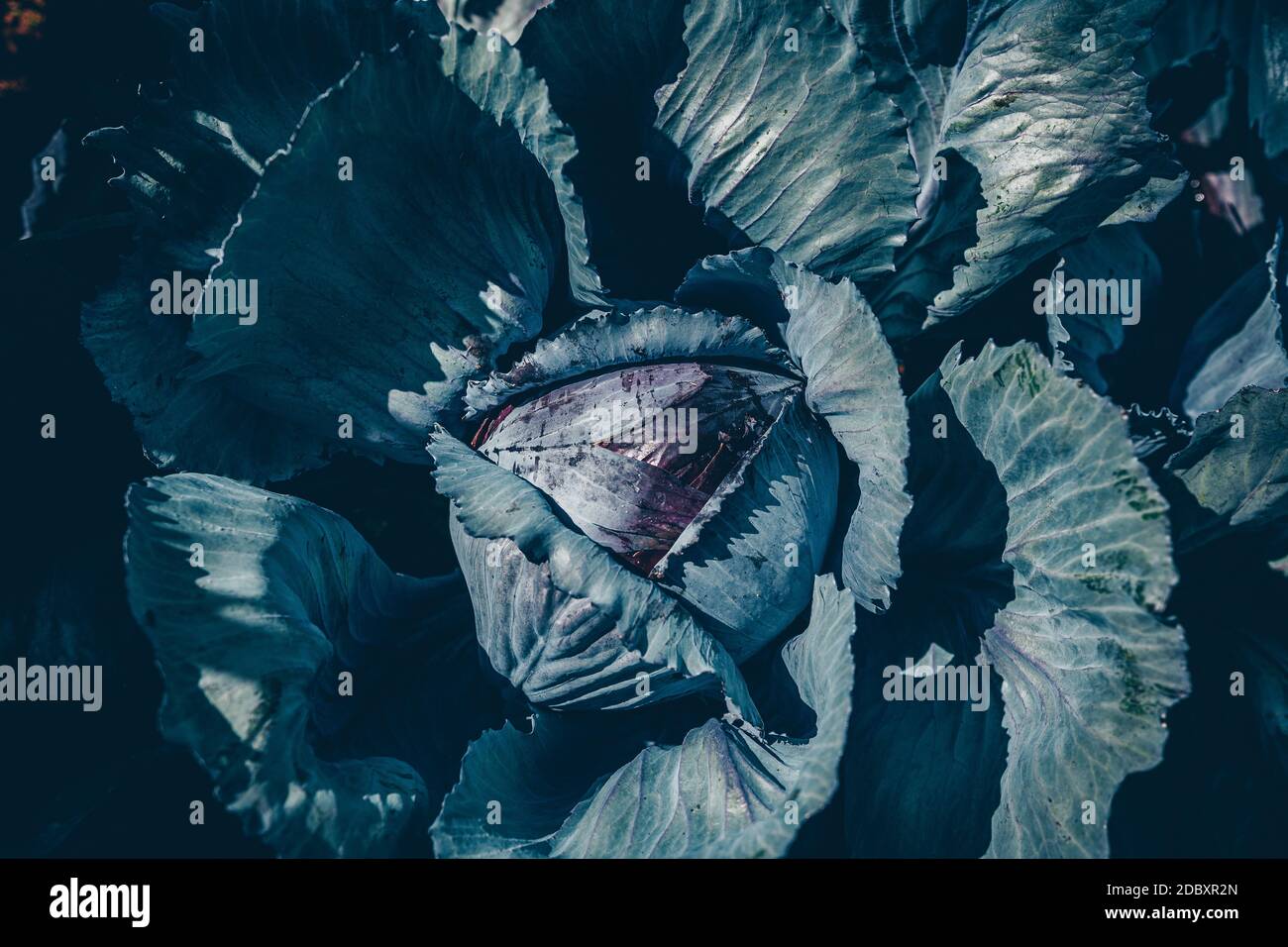 Chou rouge dans le potager vu d'en haut. Photo de haute qualité Banque D'Images