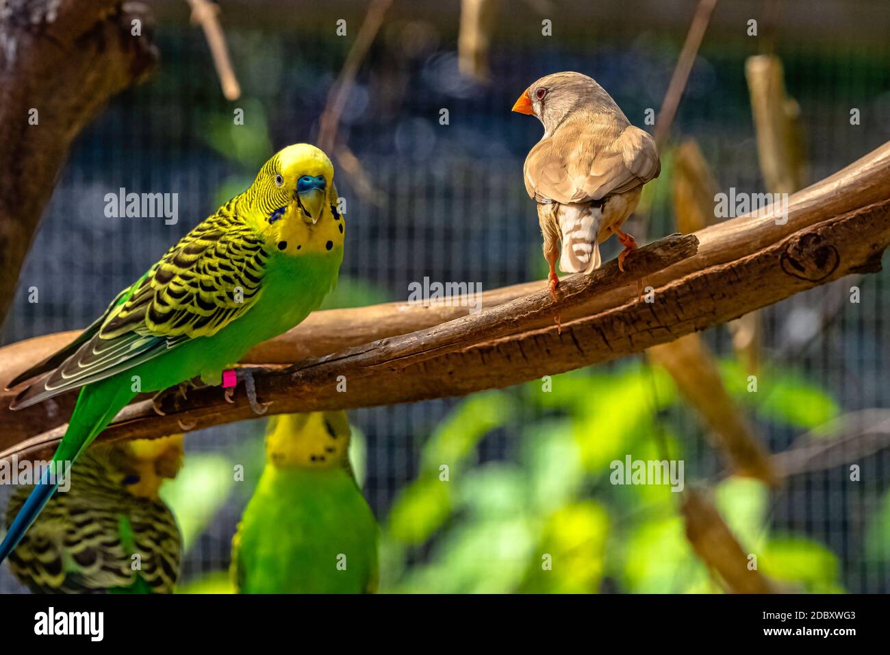 Melopsittacus undulatus connu sous le nom de budgerigar et Taeniopygia guttata connu sous le nom de zébra finch Banque D'Images