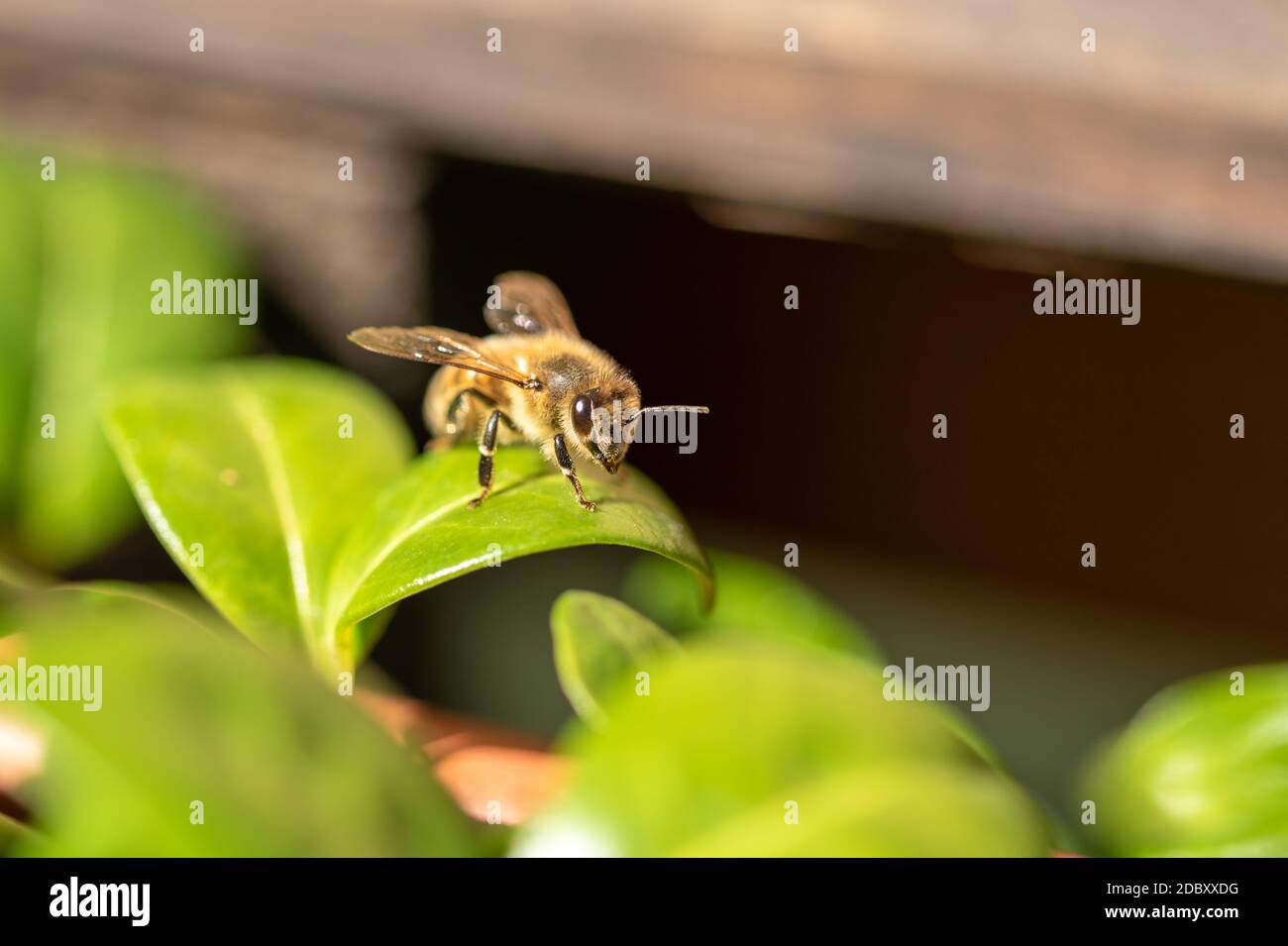 Abeille à miel Banque D'Images