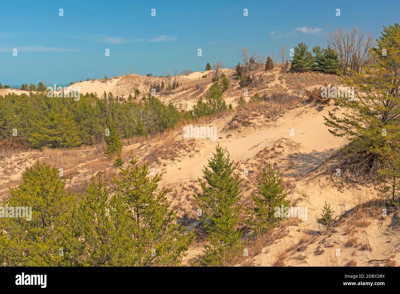 Plante sucer sur une dune de sable dans Indiana Dunes National Parc dans l'Indiana Banque D'Images