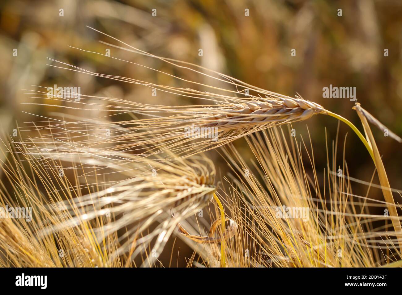 Vue d'un champ de grain avec des épis de blé qui seront bientôt mûrs. Banque D'Images