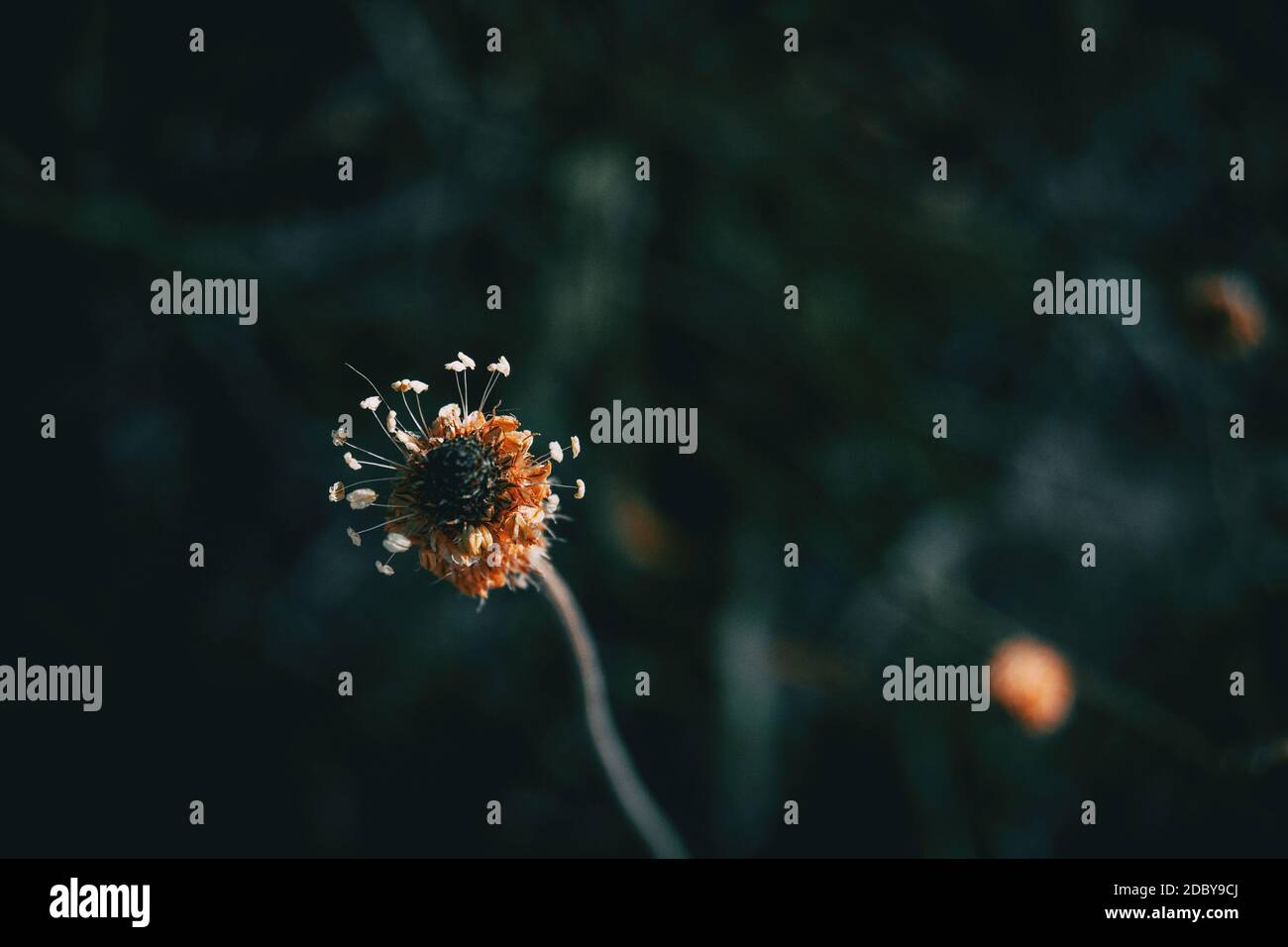 Gros plan d'un gaspillé une fleur isolée seulement avec son résistance sur un arrière-plan neutre Banque D'Images Gros plan d'un gaspillé une fleur isolée seulement avec son résistance sur un arrière-plan neutre Banque D'Images
