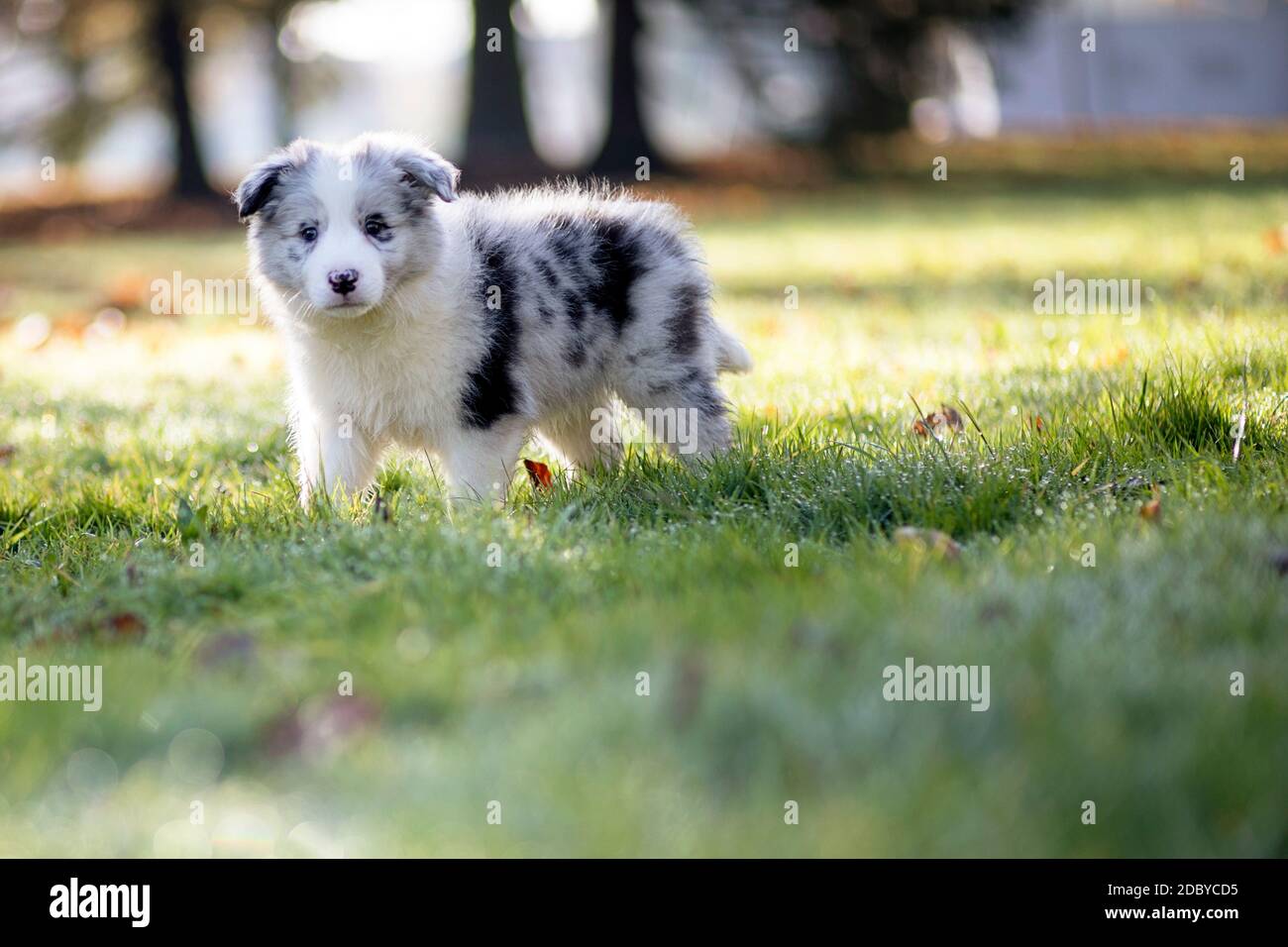 Little Border Collie Blue Merle Puppy 8 semaines de course sur l'herbe dans un parc en automne Banque D'Images