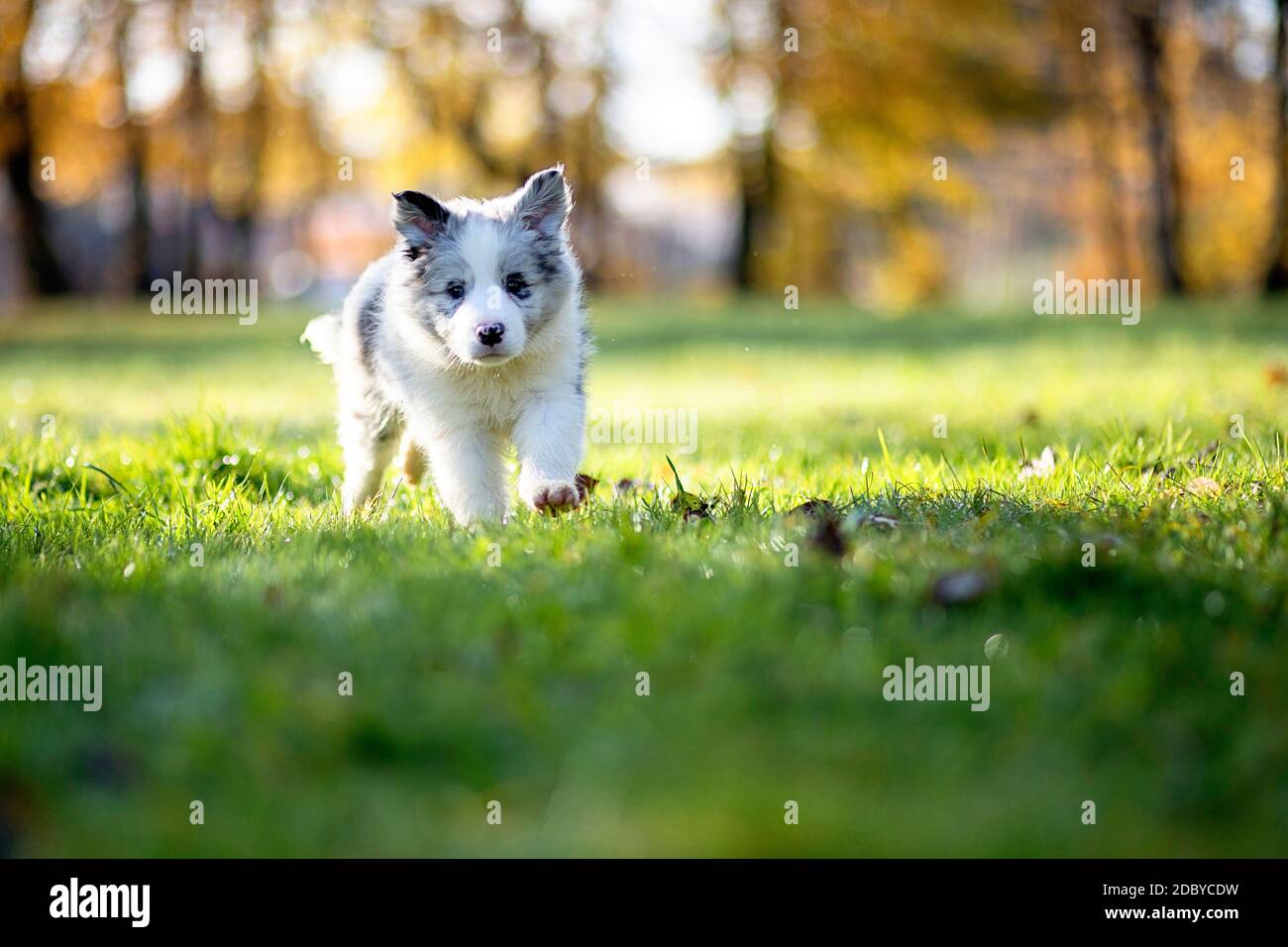 Little Border Collie Blue Merle Puppy 8 semaines de course sur l'herbe dans un parc en automne Banque D'Images