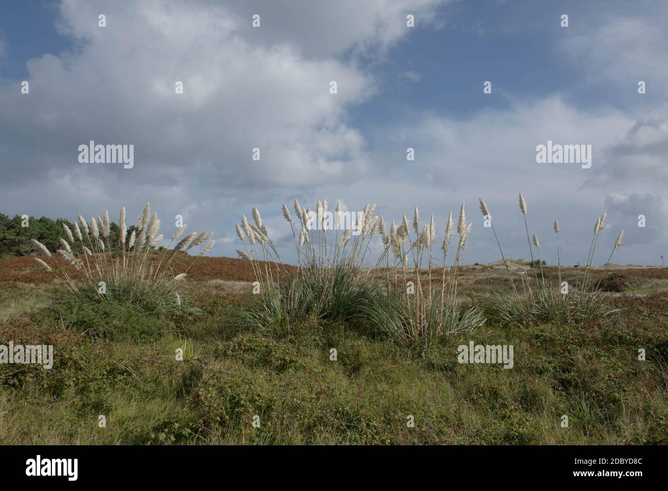 Herbe de la pampa sauvage Banque de photographies et d'images à haute  résolution - Alamy