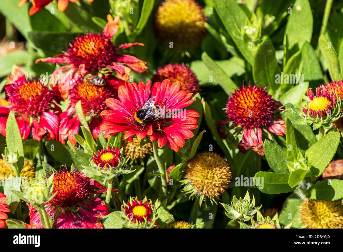 Plante d'Echinacea à fleurs rouges et jaunes avec une abeille Banque D'Images