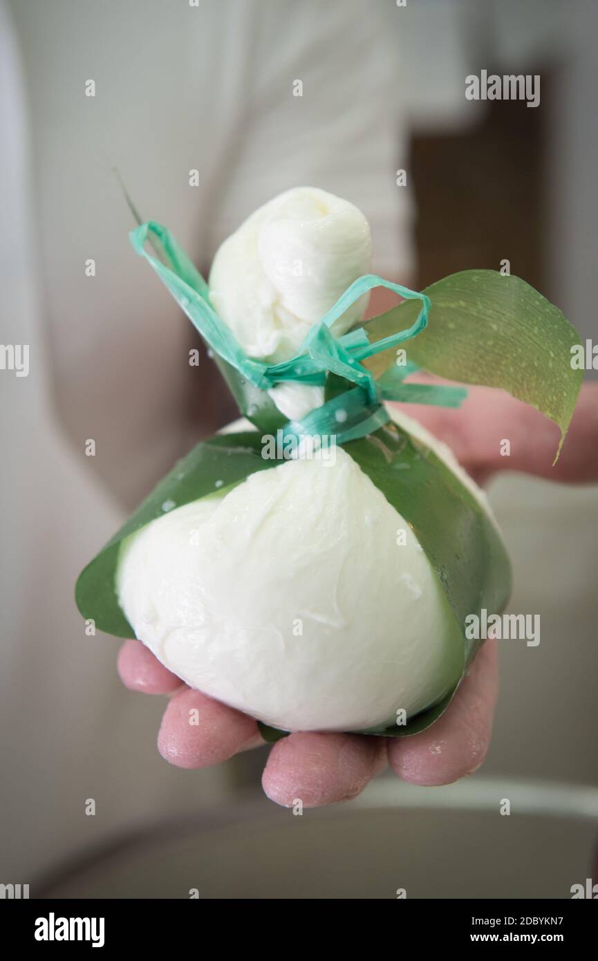 production de la mozzarella typique des pouilles appelée burrata. le produit final est prêt à la vente. Banque D'Images
