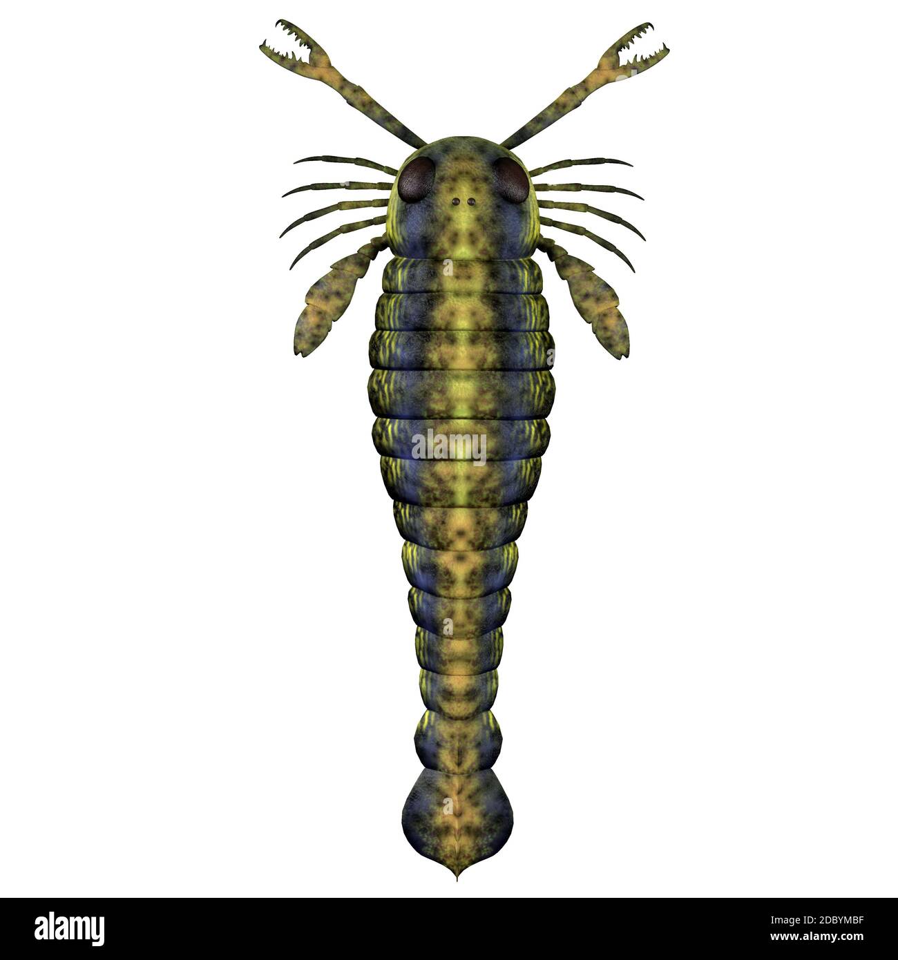 Pterygotus était une mer prédatrice que scorpion a vécu dans le monde entier à partir de la fin du Silurien au Dévonien ères. Banque D'Images