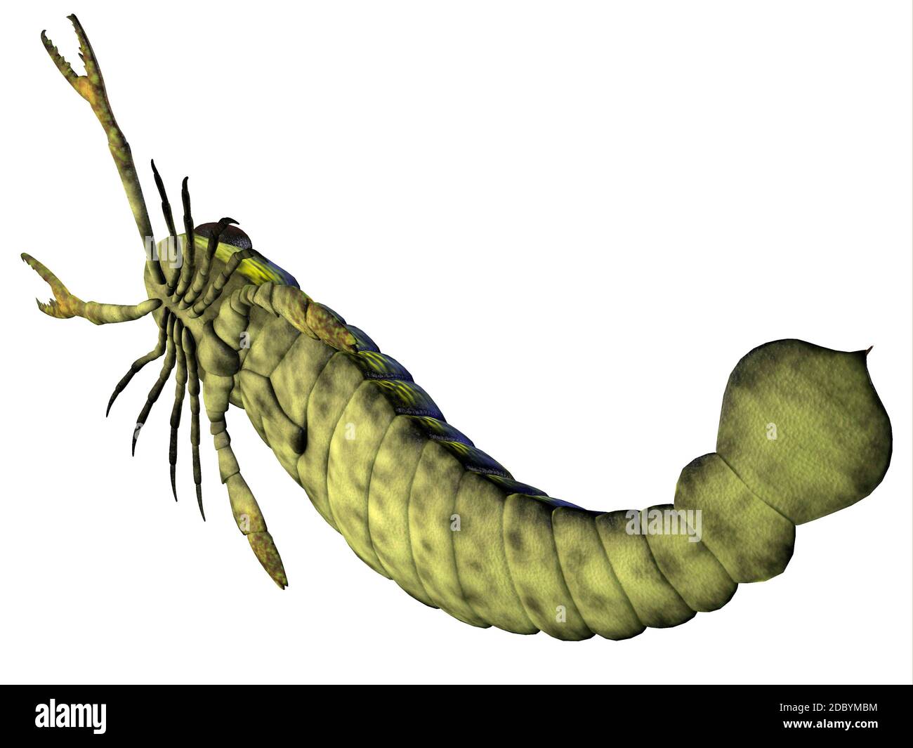 Pterygotus était une mer prédatrice que scorpion a vécu dans le monde entier à partir de la fin du Silurien au Dévonien ères. Banque D'Images