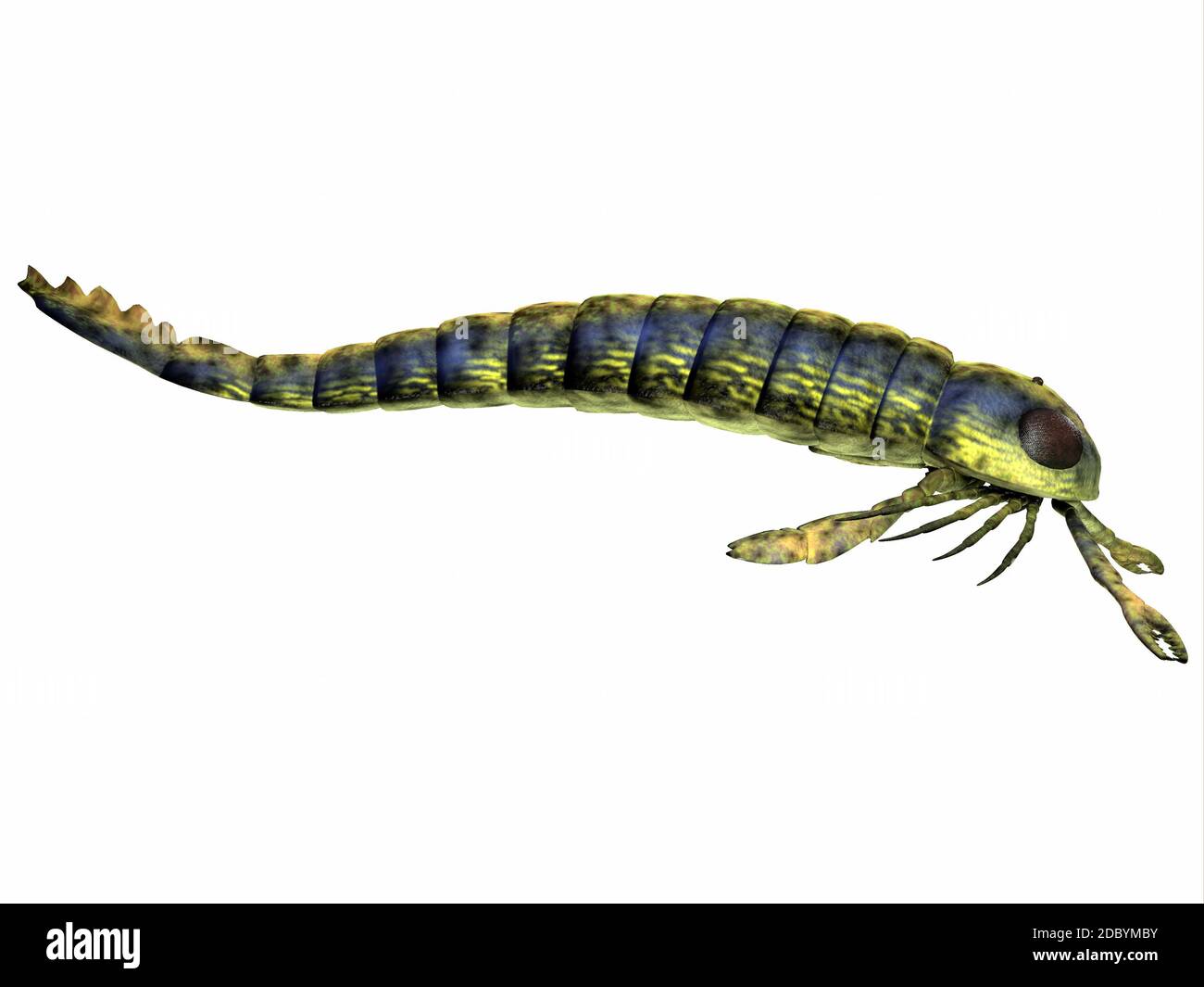Pterygotus était une mer prédatrice que scorpion a vécu dans le monde entier à partir de la fin du Silurien au Dévonien ères. Banque D'Images