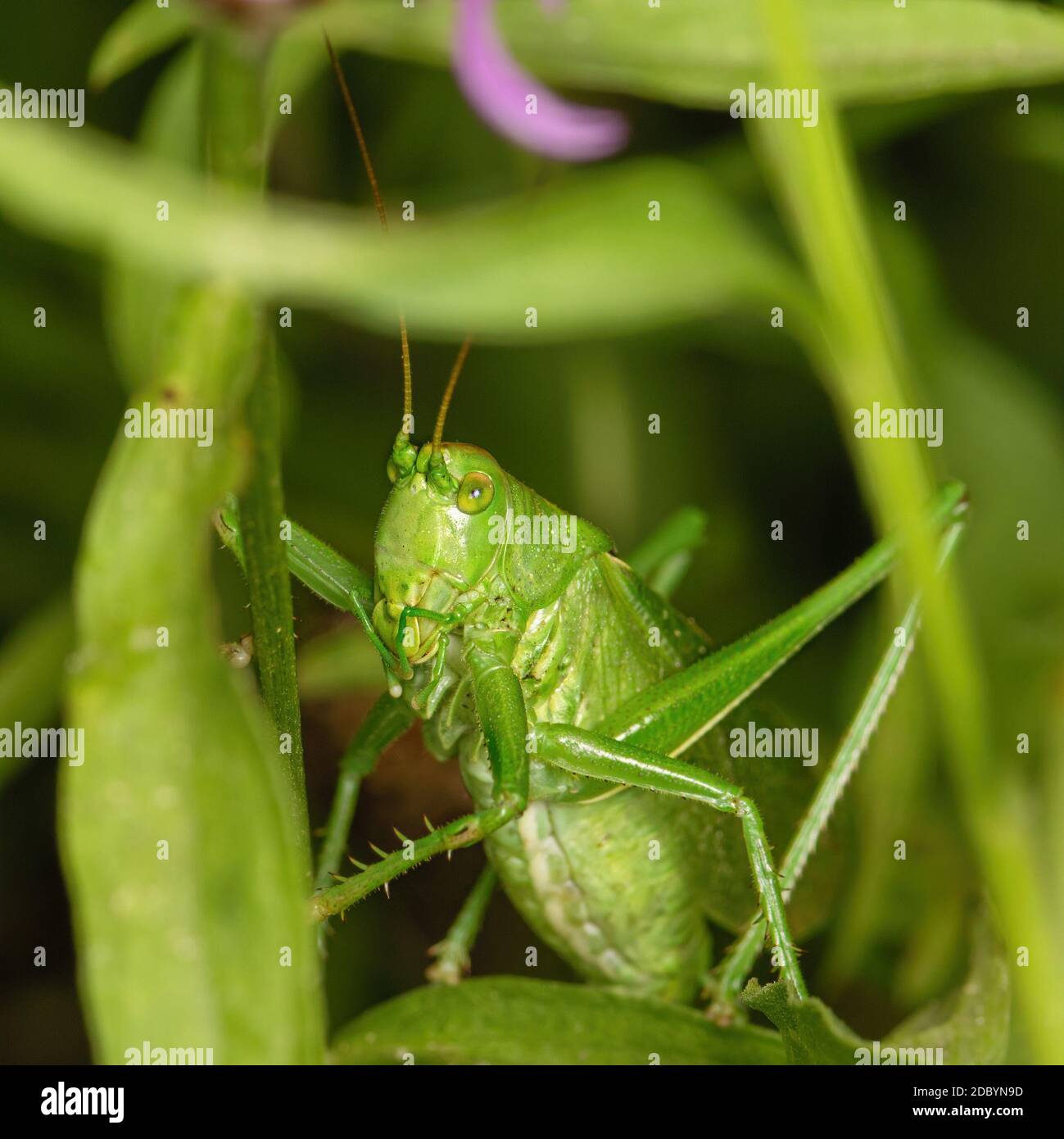 Sauterelle verte assise dans l'herbe verte dans l'environnement naturel, gros plan Banque D'Images