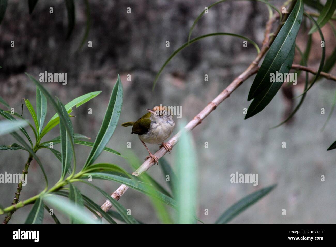 LE CHANT OISEAU SUR L'ARBRE Banque D'Images