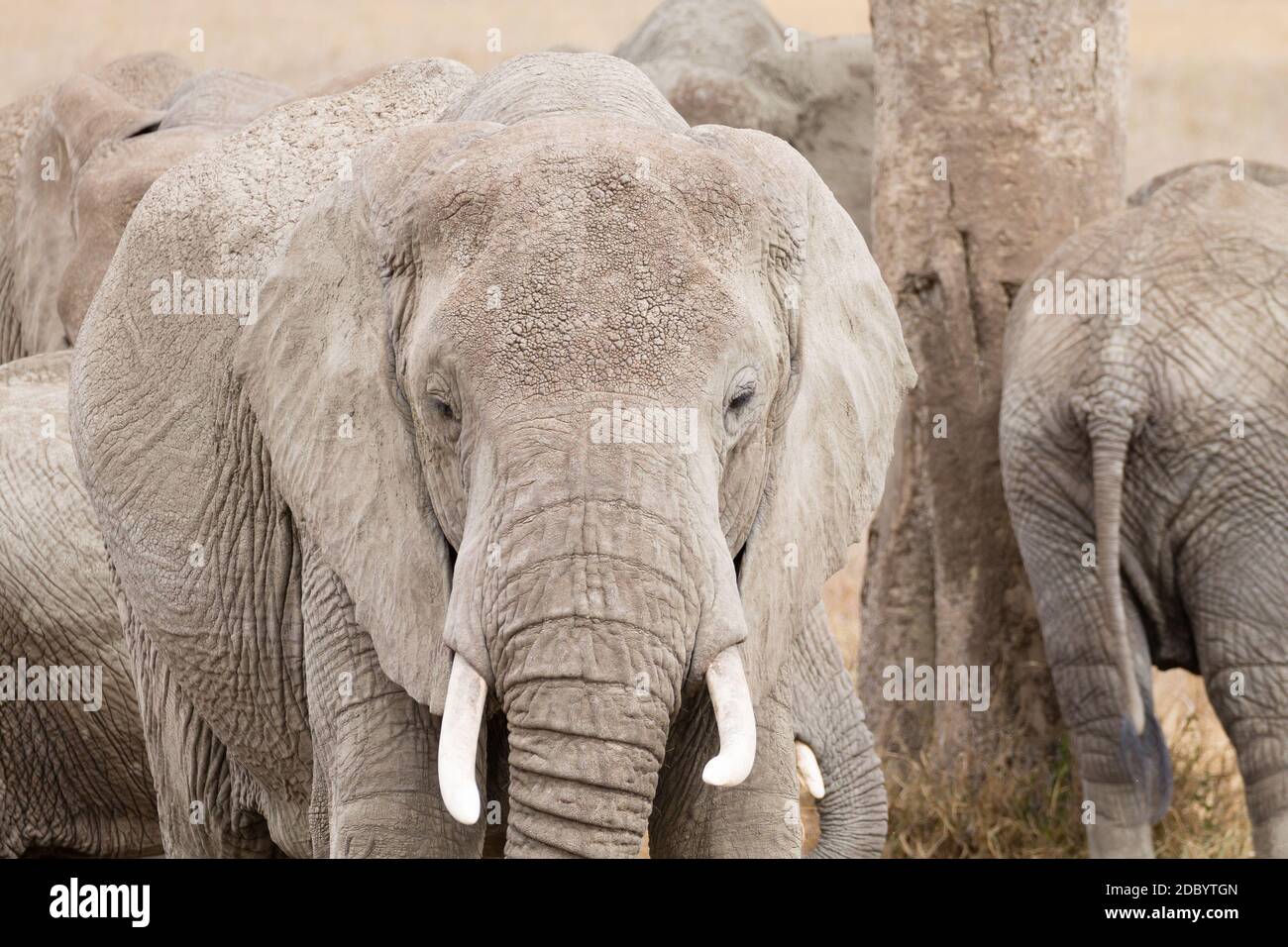 Troupeau d'éléphants du Parc National de Serengeti, Tanzanie, Afrique. La faune africaine Banque D'Images