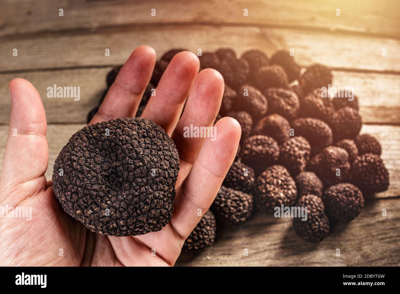Grande truffe noire d'été dans la main de l'homme, une paille de truffes sur le fond Banque D'Images