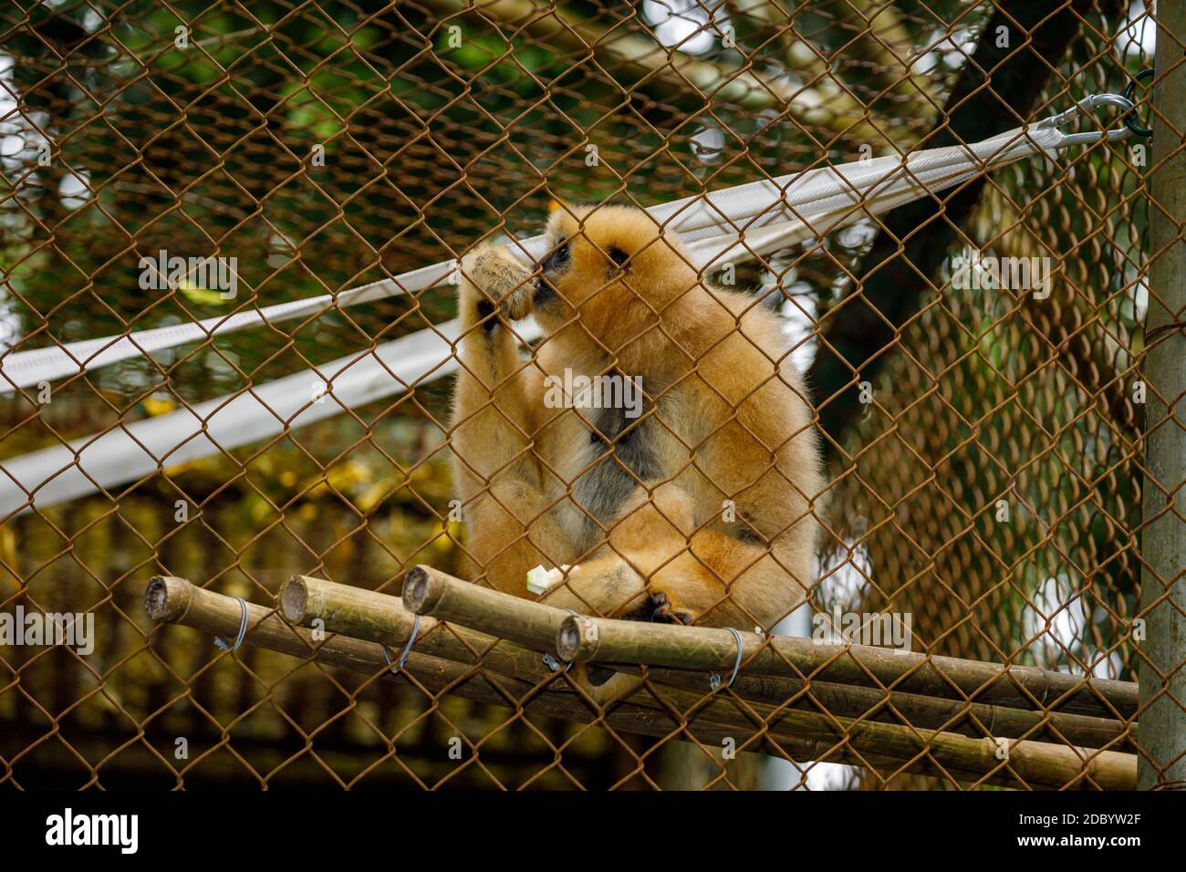 Un gibbon à crête jaune du sud à joues au CUC Phoung Jungle Banque D'Images