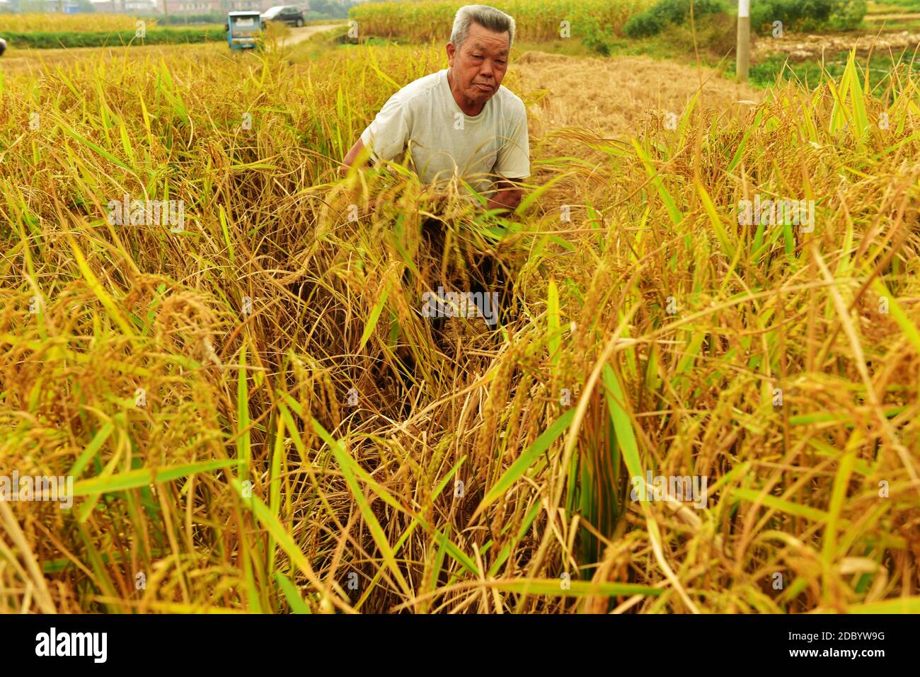 Wuming, Wuming, Chine. 18 novembre 2020. Guangxi, DISTRICT DE CHINA-Wuing, ville de Nanning, région autonome de Guangxi Zhuang a terminé la récolte de riz tardif, se précipitant pour planter des légumes de melon d'hiver saison occupée.a Luwozhen, un grand cultiveur de riz, les agriculteurs de chaque village sont occupés à travailler. Crédit : SIPA Asia/ZUMA Wire/Alay Live News Banque D'Images