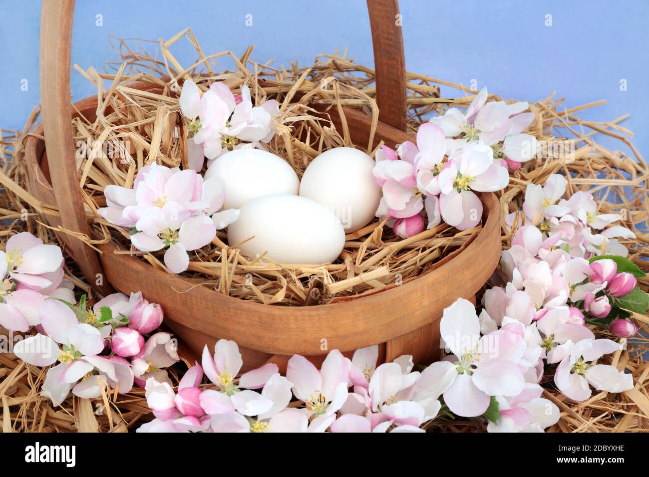 Fleurs printanières de pomme avec des œufs blancs frais sur la paille dans un panier sur fond bleu marbré. Nourriture santé et scène Springtime. Banque D'Images
