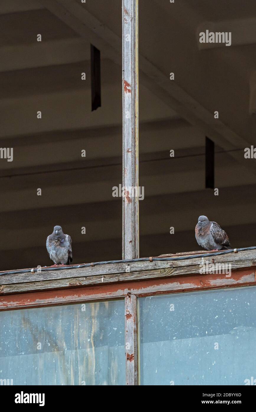 deux pigeons sont assis sur un cadre de fenêtre sans verre, ce qui permet au pigeon d'entrer et de quitter le bâtiment abandonné Banque D'Images