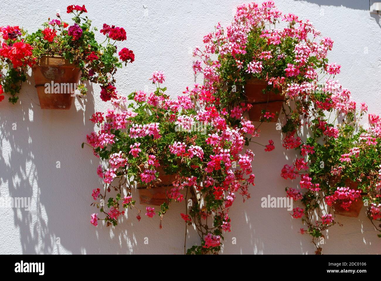 Géraniums rose et rouge en pots contre un mur blanchi à la chaux, Ronda, province de Malaga, Andalousie, Espagne, Europe. Banque D'Images