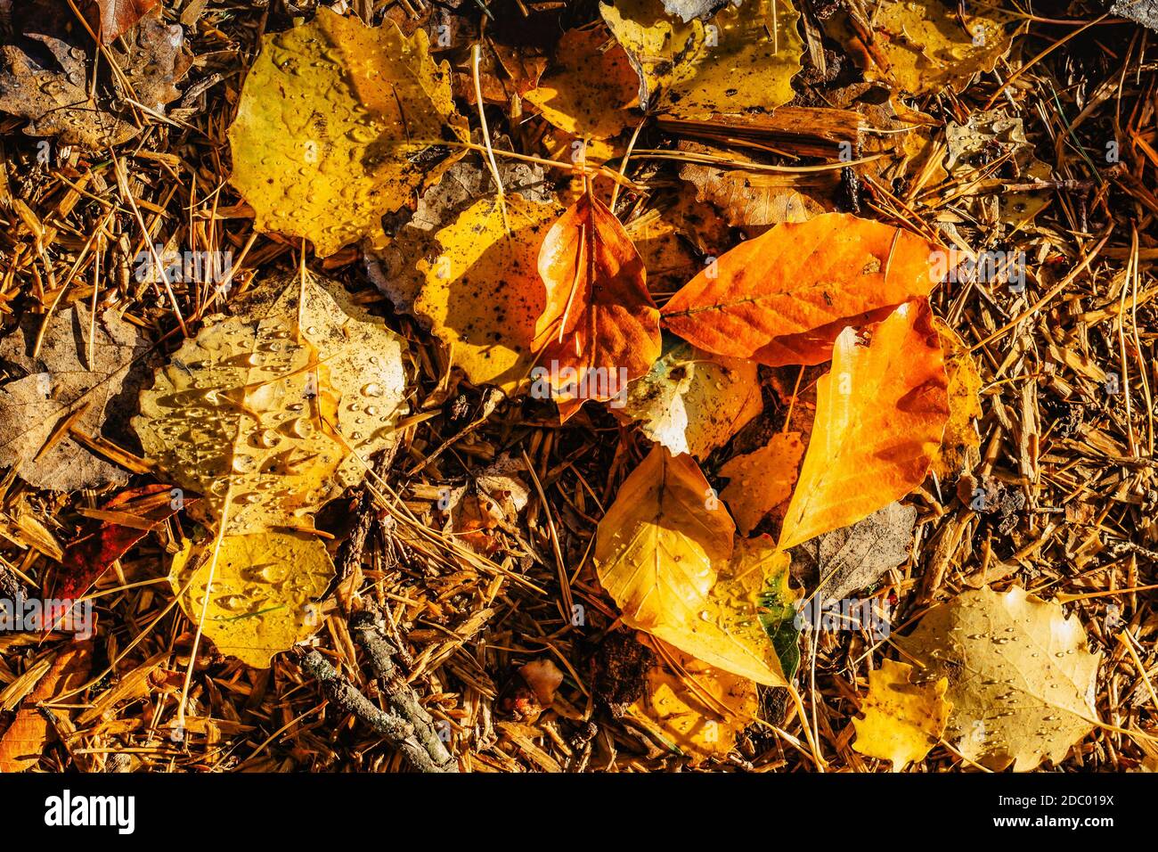 De belles gouttes d'eau de pluie transparente sur la feuille jaune.gouttes de pluie texture dans Nature.Rainy météo plein air.automne détails de l'automne après la pluie sélectiv Banque D'Images