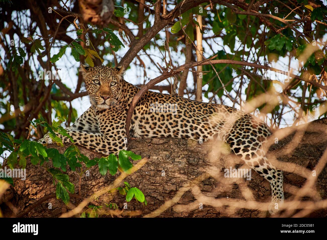 Léopard (Panthera pardus) situé dans un arbre, Parc national de Luangwa Sud, Mfuwe, Zambie, Afrique Banque D'Images