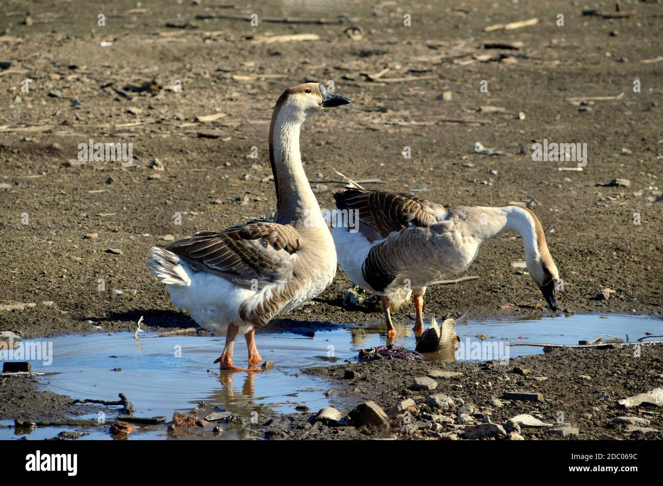 Oie grise debout et regardant loin près de boire de l'oie et eau Banque D'Images