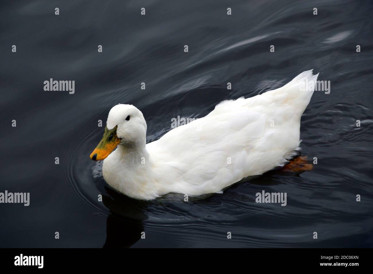 Canard de Pékin blanc avec des gouttes d'eau sur la tête nageant dans l'étang Banque D'Images