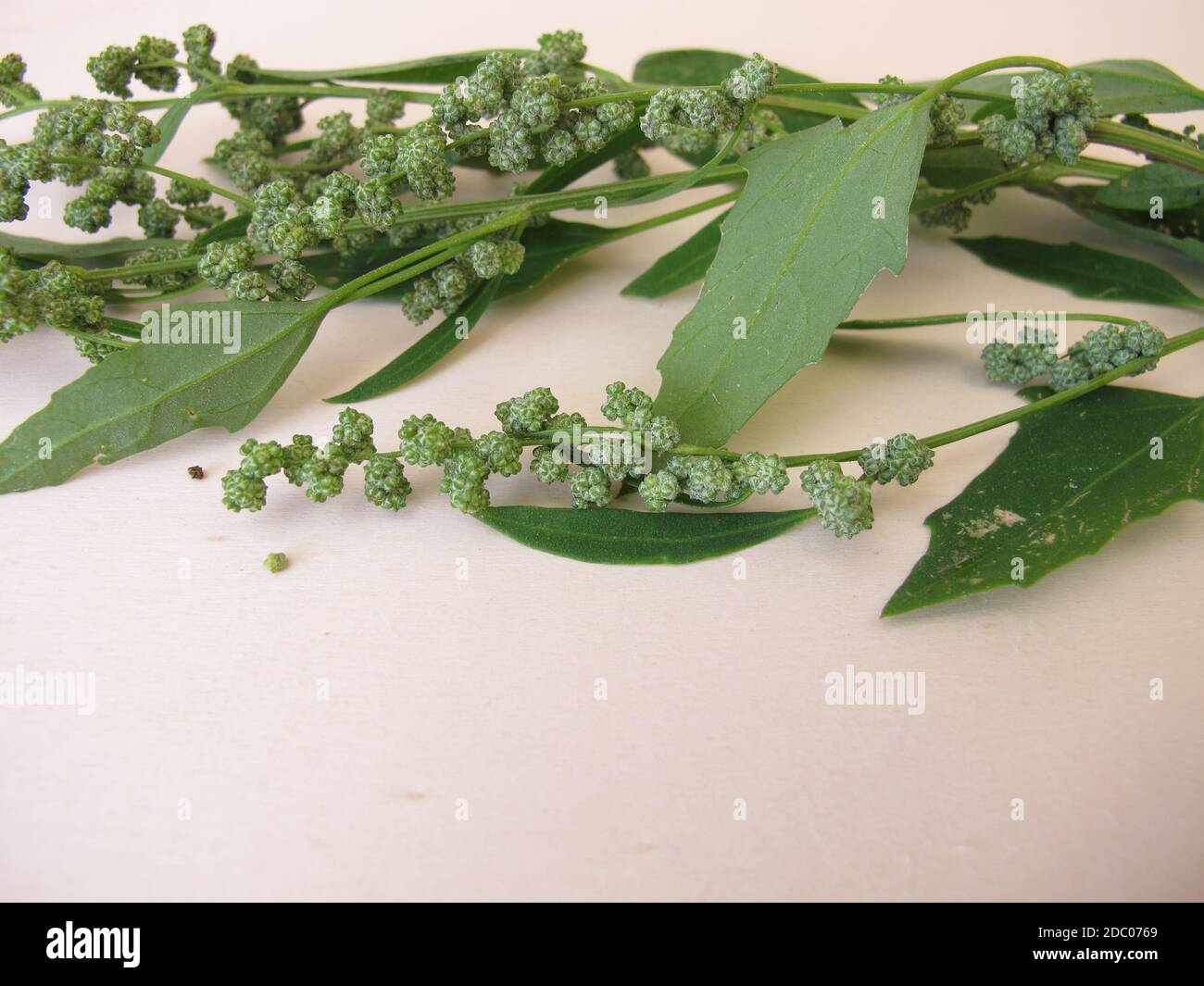 Goosefoot blanc aux graines, album Chenopodium Banque D'Images