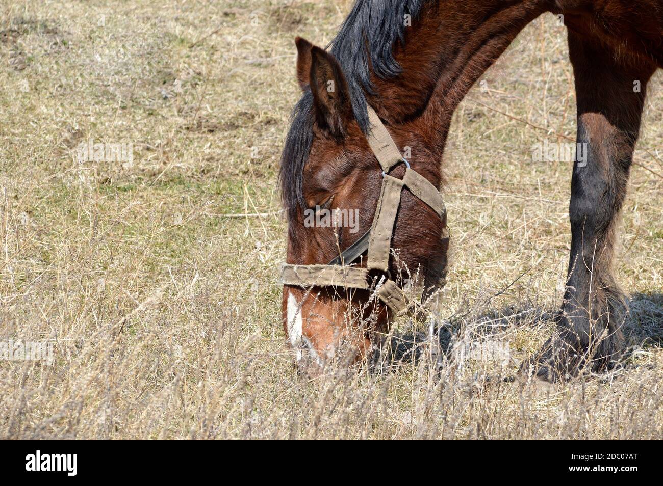 Cheval adulte brun avec frange noire et herbe mangeant la manie dans la prairie un jour de printemps tôt Banque D'Images