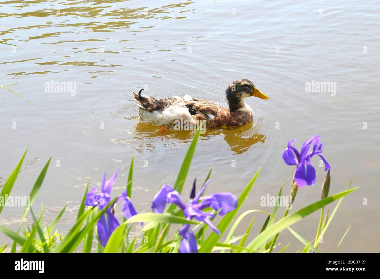 Mallard mâle (anas platyrhynchos) Canard nageant dans l'étang à côté de fleurs d'iris un jour d'été Banque D'Images