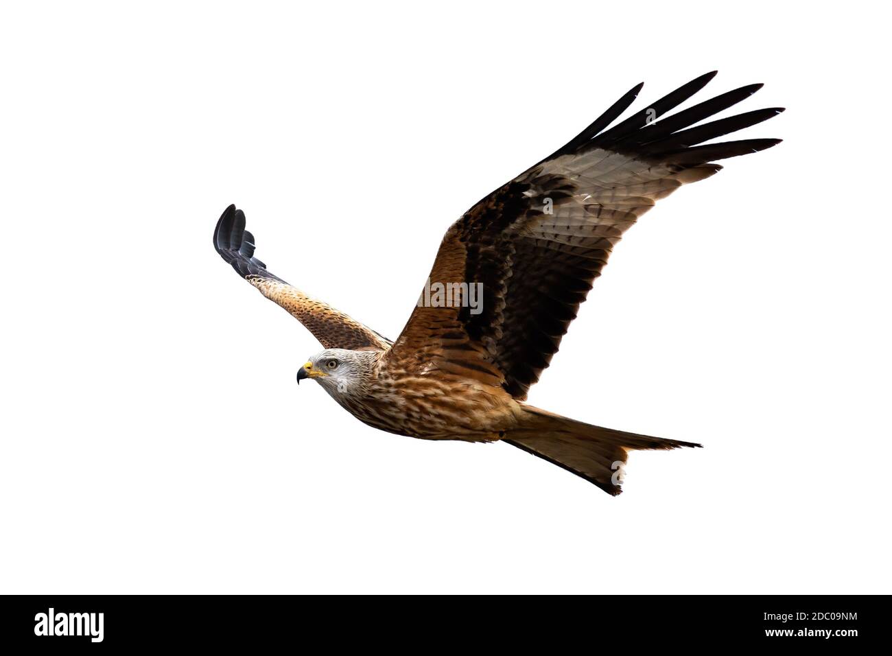 Cerf-volant rouge majestueux, milvus milvus, en vol isolé sur fond blanc. Magnifique prédateur à plumes avec ailes étalées découpées sur le blanc. Rouge sauvage Banque D'Images