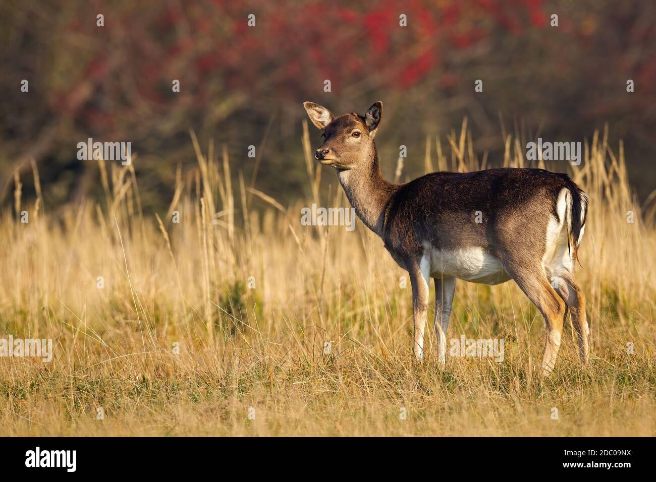 Joli cerf en forme de jachère, dama dama, qui regarde de côté sur un pré en nature automnale avec espace copie. Adorable mammifère féminin à fourrure foncée, à regarder autour de l'humour Banque D'Images