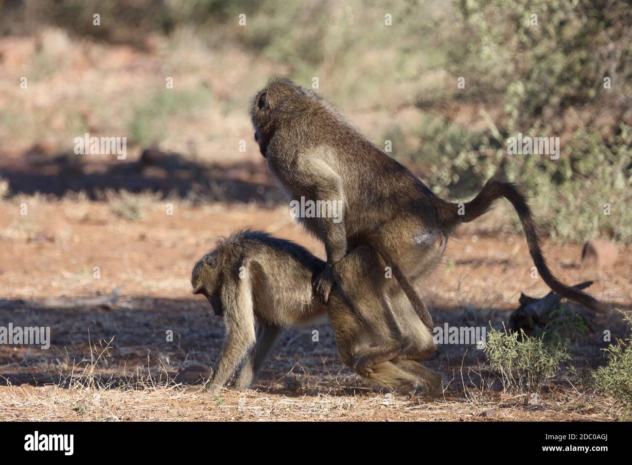 Afrique animaux faune nature Banque D'Images