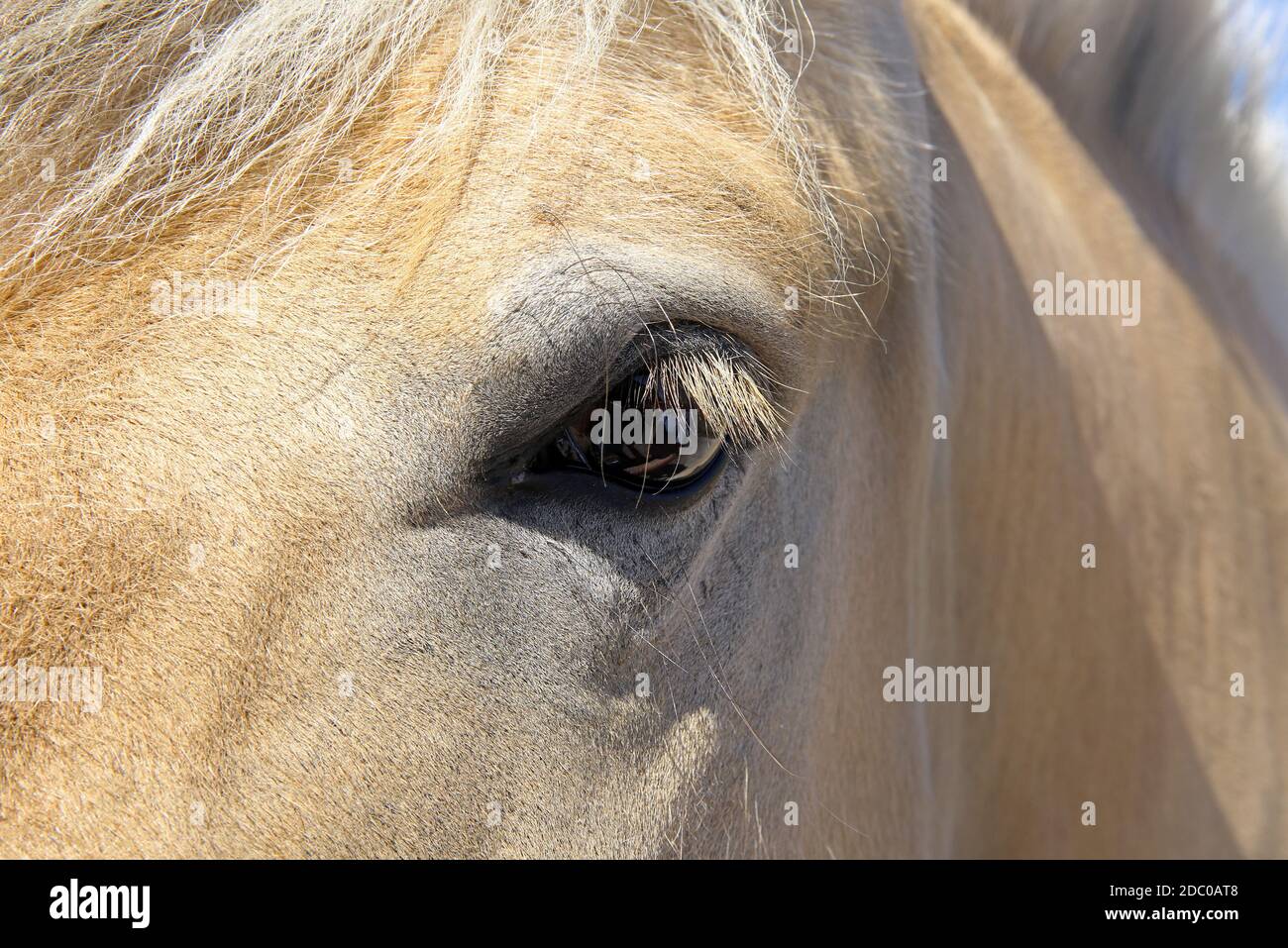 gros plan sur un œil de cheval Banque D'Images