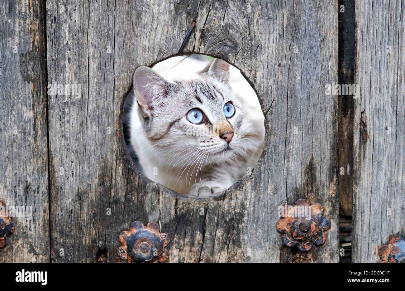 Tete D Un Chat Blanc Avec Des Yeux Bleus Qui Se Piquer D Un Trou De Chat Fait Dans Une Porte En Bois Dans Un Village Photo Stock Alamy