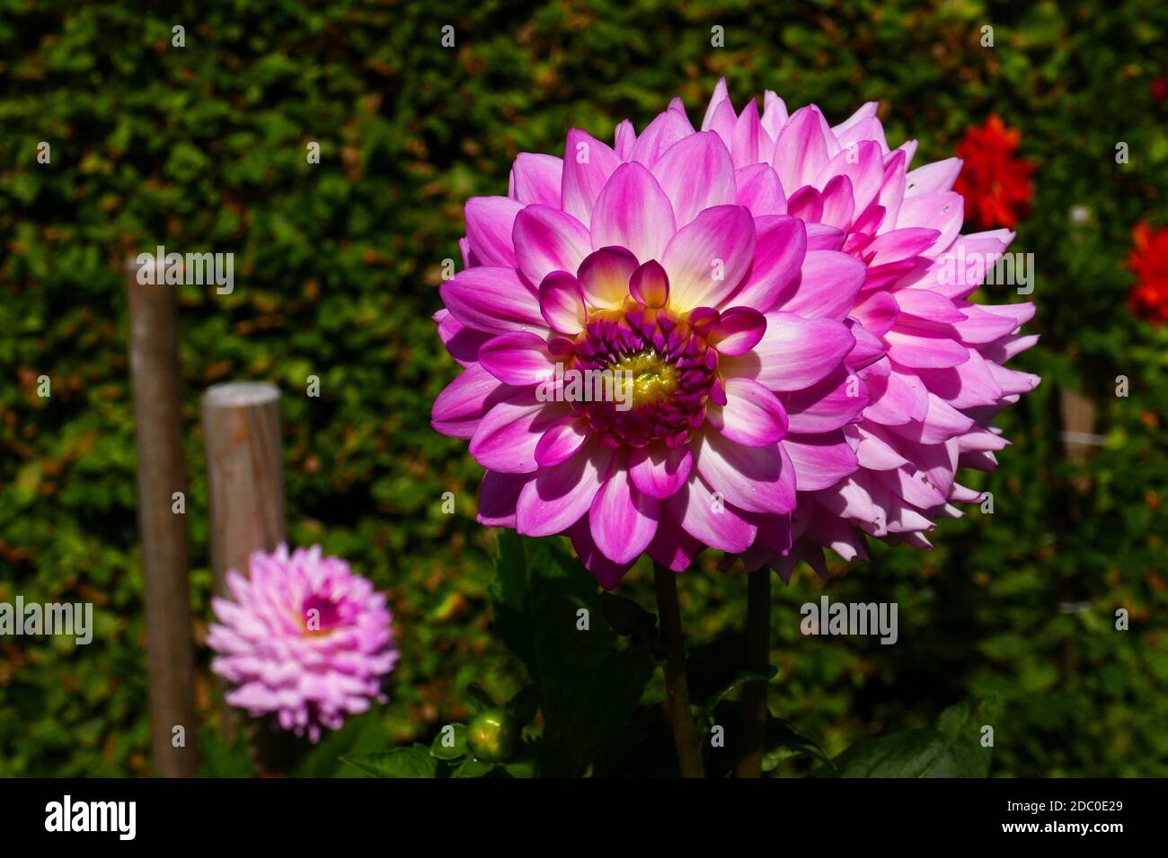 Nénuphars dahlia Alauna Craqueline Banque D'Images