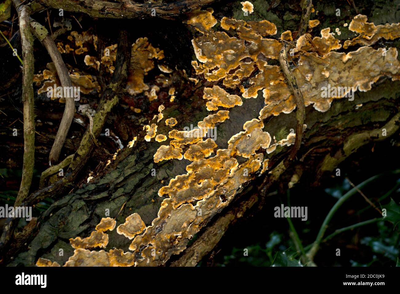 Wet Rot, l'un des champignons les plus virulents de la pourriture du bois, a besoin d'un apport constant d'humidité. Il prolifère dans les forêts humides mixtes et peut se propager à Banque D'Images