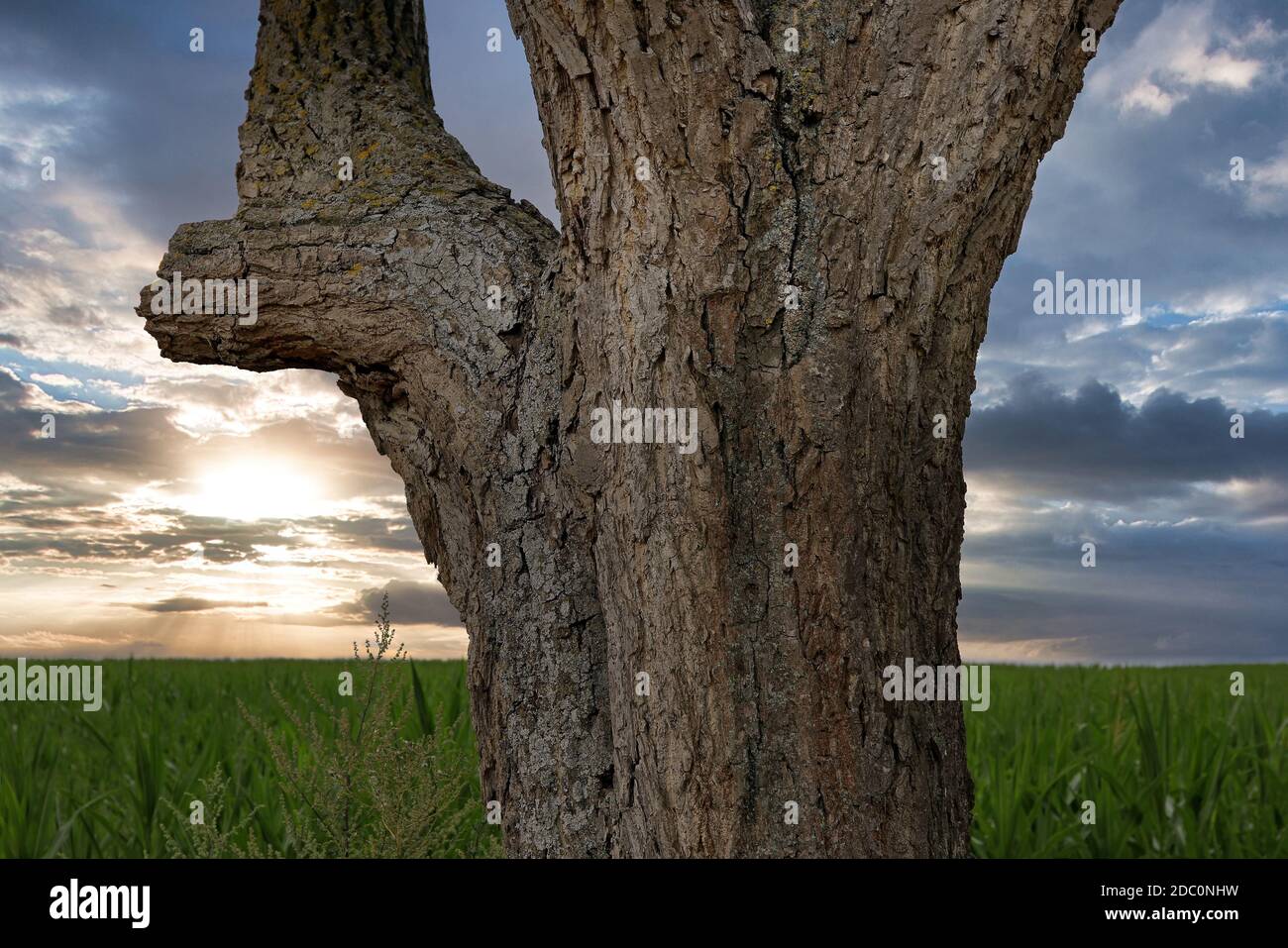 Tronc d'arbre et coucher de soleil Banque D'Images