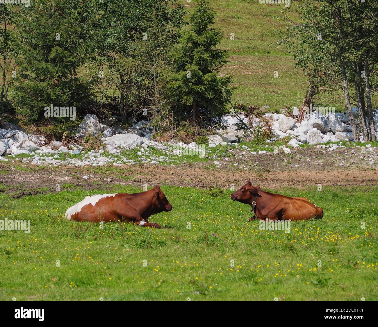 Deux vaches couchées sur un pâturage de montagne Banque D'Images