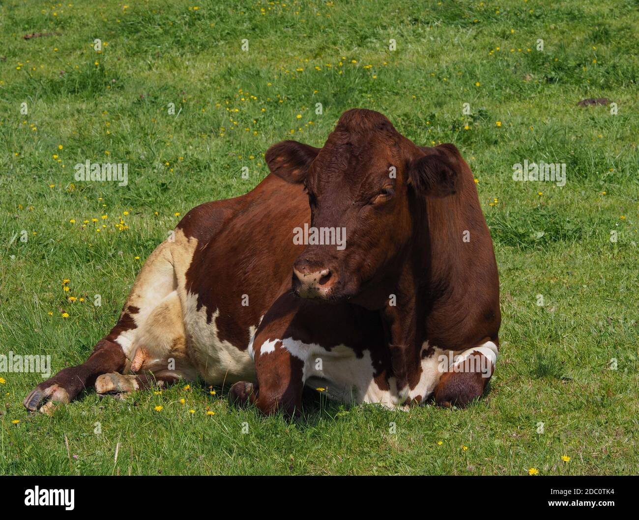 Vache à lait couché sur un pâturage de montagne Banque D'Images