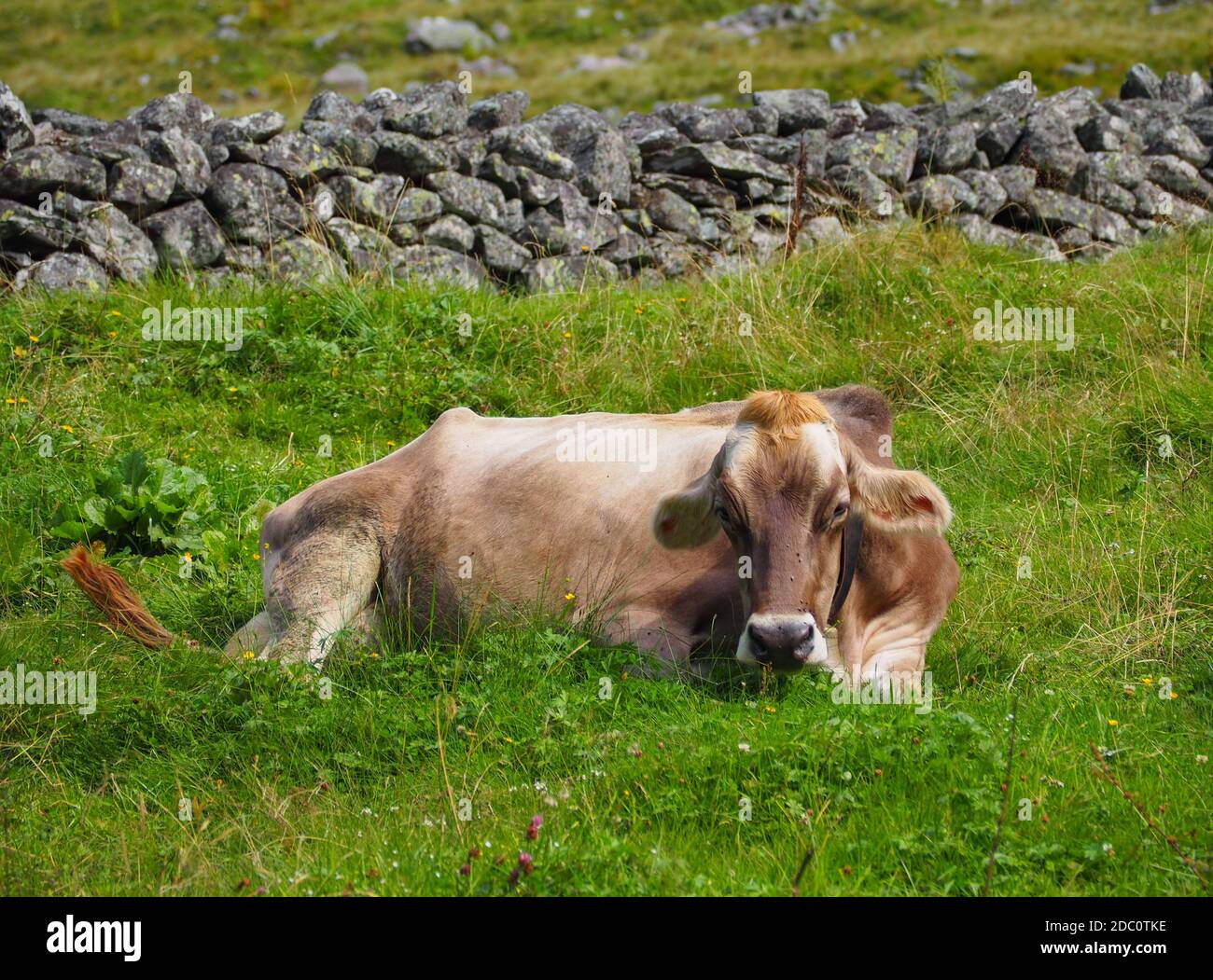 Vache à lait couché sur un pâturage de montagne Banque D'Images