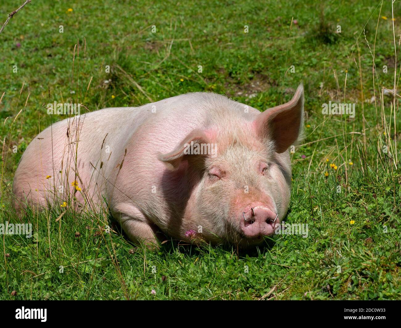 Cochon couché sur un pâturage de montagne Banque D'Images