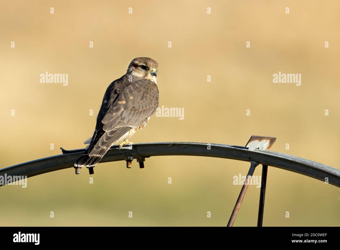 Un petit faucon merlin perché sur une roue d'irrigation dans le nord de l'Idaho. Banque D'Images