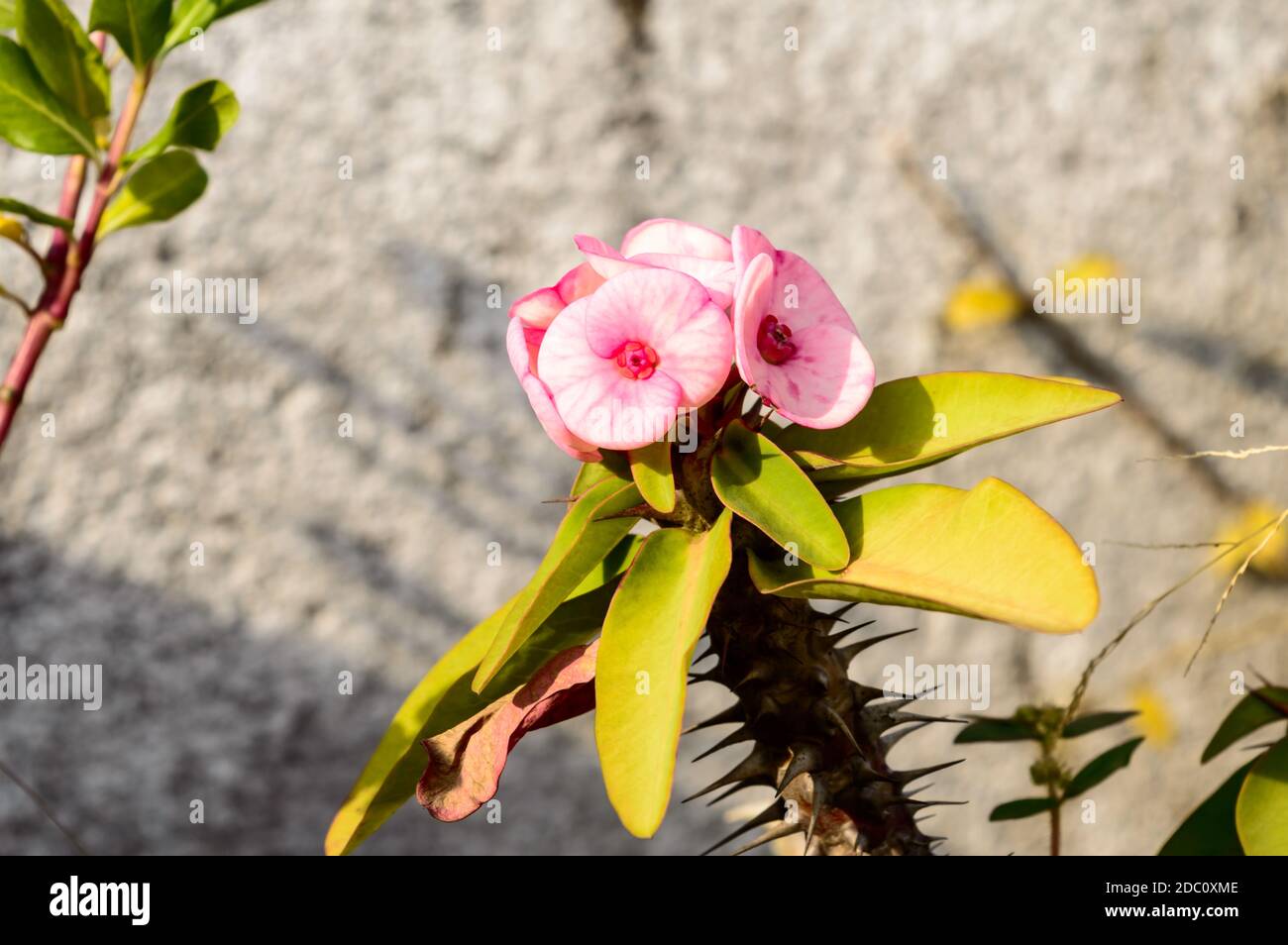 Euphorbia Milii couronne d'épines plante de cactus à la lumière du soleil. C'est un arbuste épineux et cactus comme (plante d'arbustes sur tige ligneuse) succulents speci tropical Banque D'Images