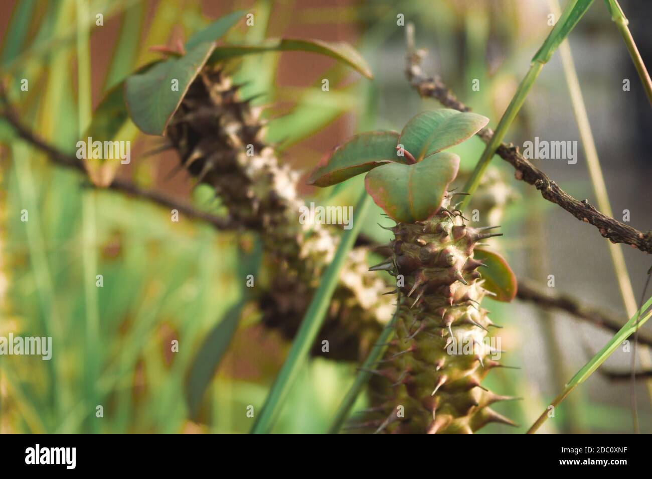 Gros plan de la partie épine et aiguille pointue de l'Euphorbia Mili couronne d'épines plante de cactus en plein soleil. Mise au point sélective. C'est un arbustes épineux et Banque D'Images