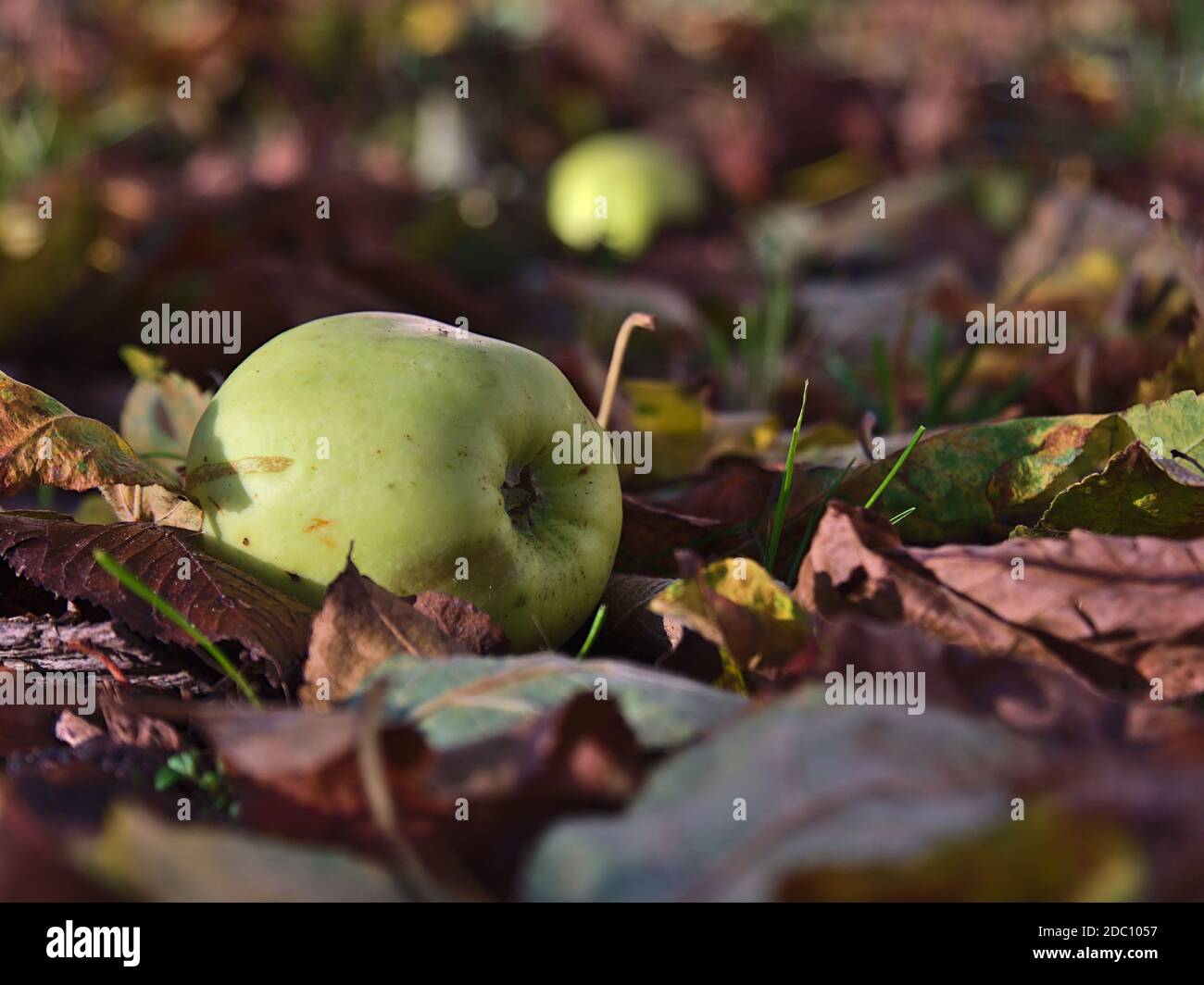 Belle vue rapprochée de pomme verte mûre (tombée de l'arbre) couché sur le sol entouré de feuillage de feuilles en automne. Banque D'Images