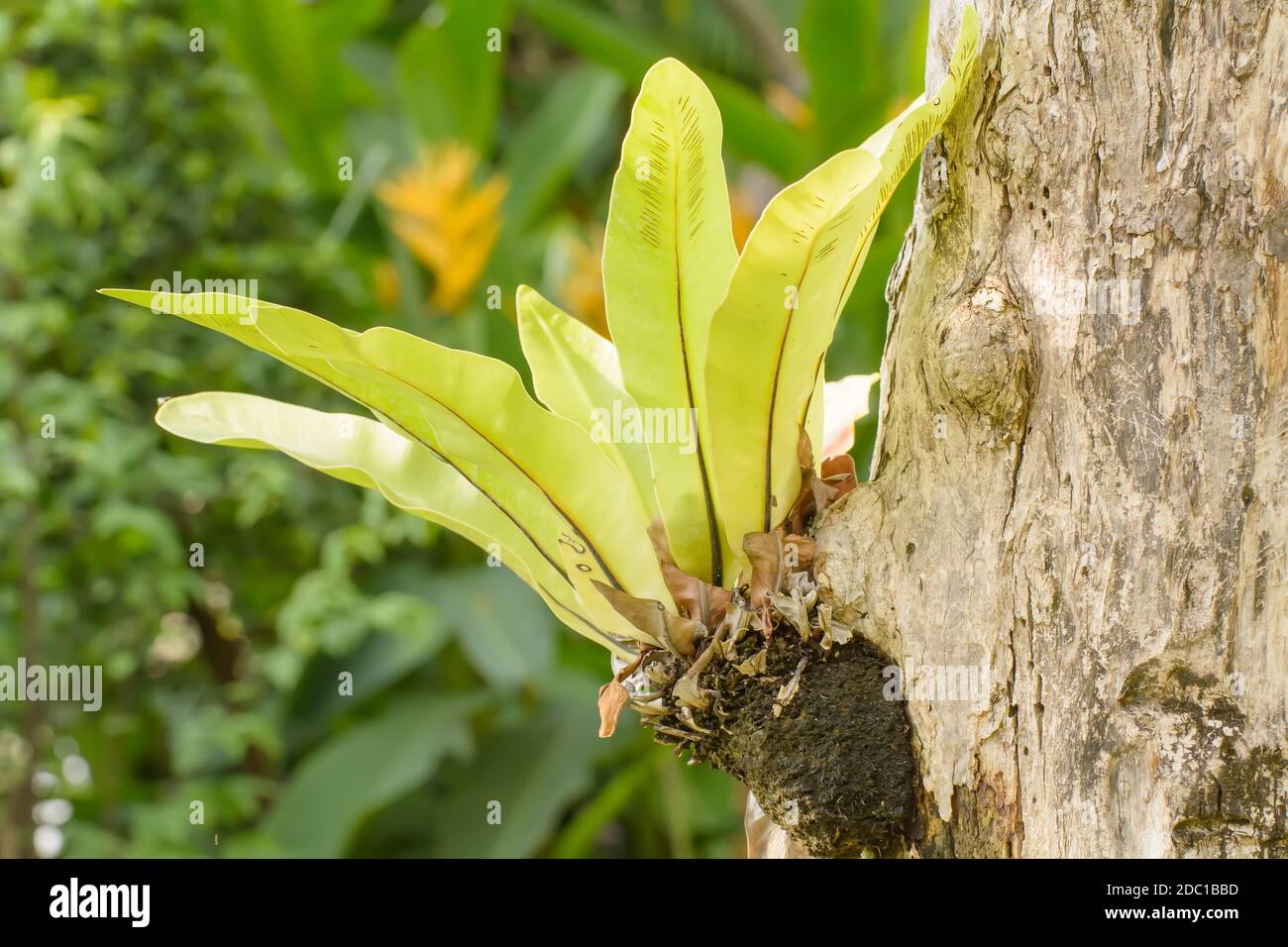 Asplenium nidus est fern plante poussant sur les arbres les yeux. Banque D'Images