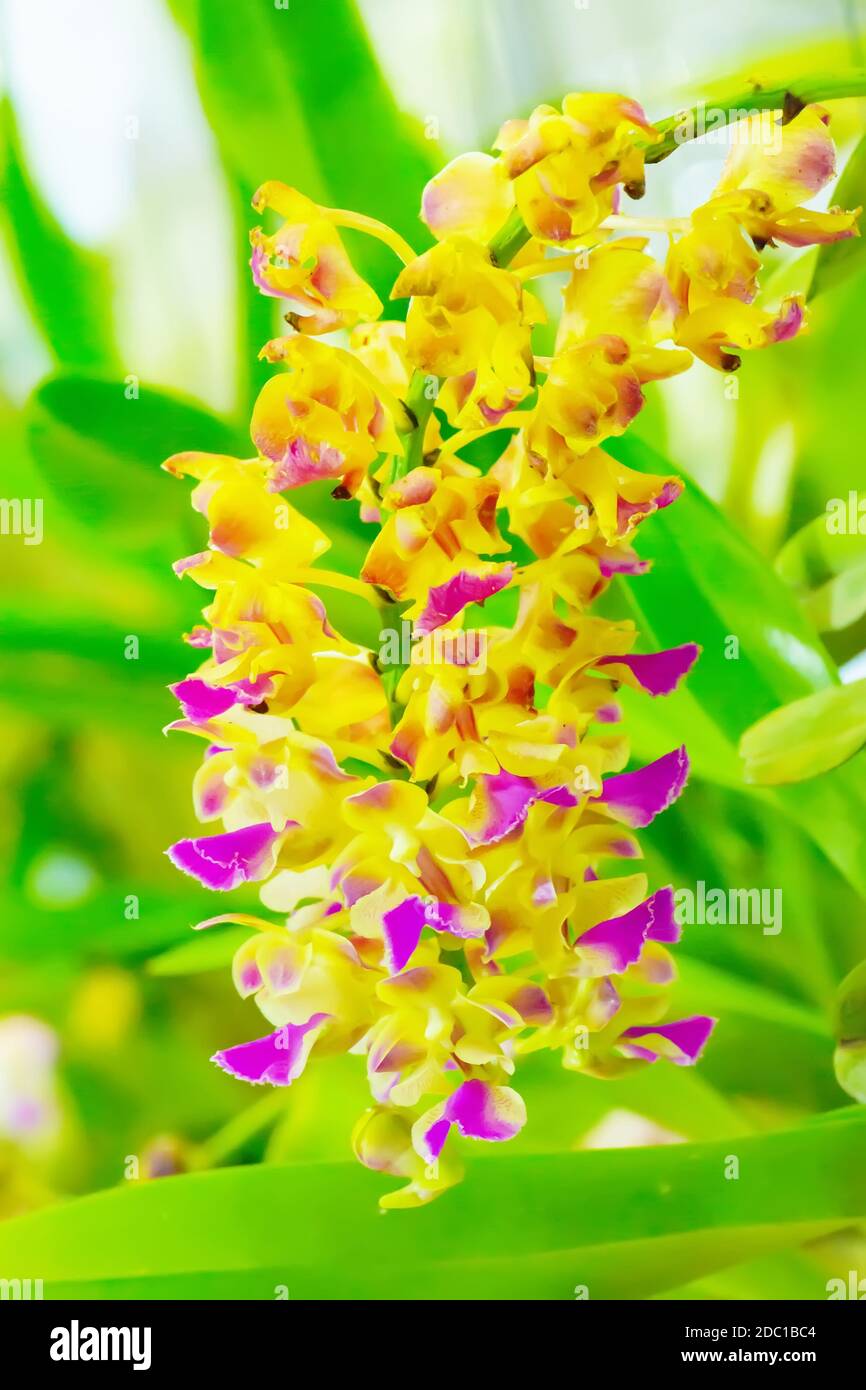 Orchid dispose de plusieurs espèces, des couleurs vives et belles. Banque D'Images