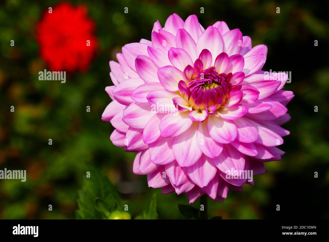 dahlia à la craqueline d'aluna Banque D'Images