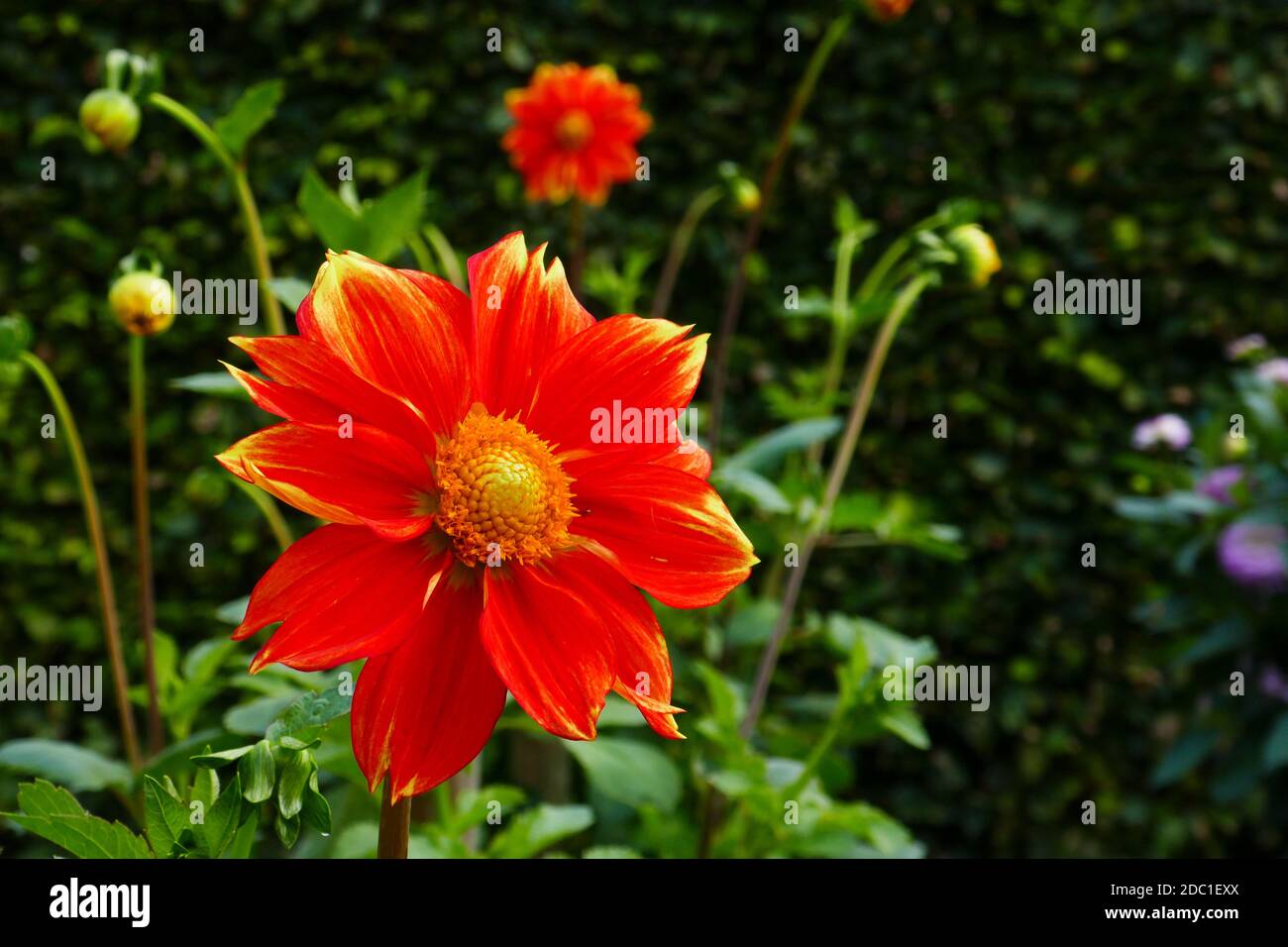 Loki Schmidt dahlia Banque D'Images